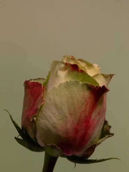 Primo Piano Isolato Una Rosa Bianca Rosa Leggermente Sbiadita — Foto Stock