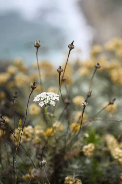 Гарно Розквітла Біла Квітка Пагорбі — стокове фото