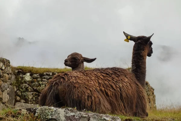 Les Lamas Capturés Machu Picchu Pérou Par Une Journée Brumeuse — Photo