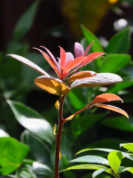 Bahçesinde Yeşil Kırmızı Yapraklar Olan Bir Ludwigia Bitkisinin Dikey Sığ — Stok fotoğraf