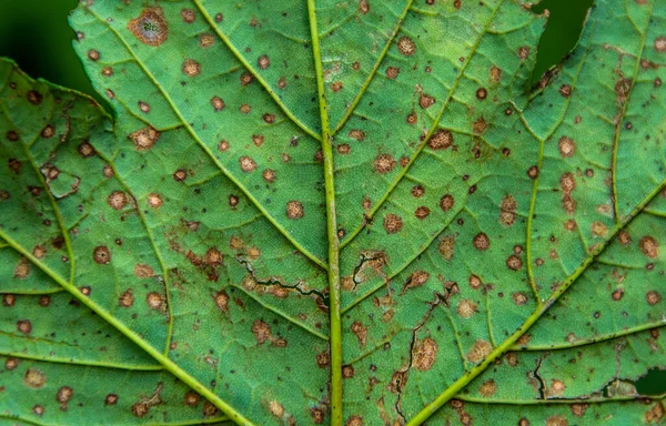 Φύλλα Επίθεση Από Μυκητιασική Νόσο Μακροεντολή — Φωτογραφία Αρχείου