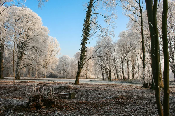 Les Arbres Parc Couvert Givre Sous Ciel Bleu — Photo