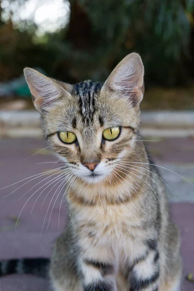 Вертикальний Крупним Планом Знімок Сірого Кота Дивиться Камеру Зеленими Очима — стокове фото