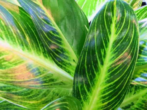 Een Close Van Witte Groene Bladeren Van Aglaonema Planten — Stockfoto