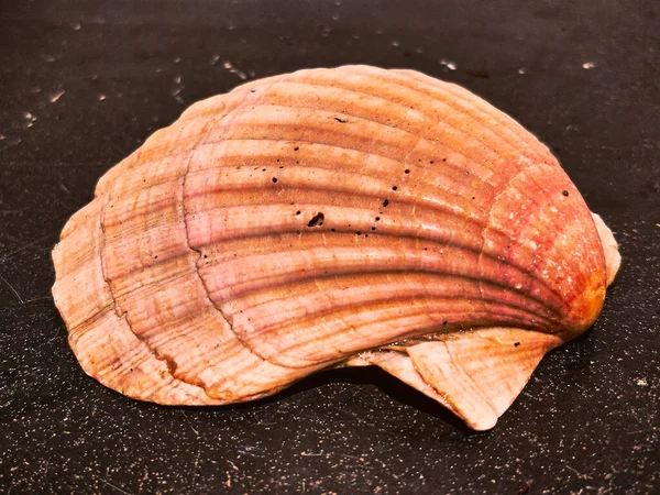 Ένα Κοντινό Πλάνο Ενός Iceland Scallop — Φωτογραφία Αρχείου