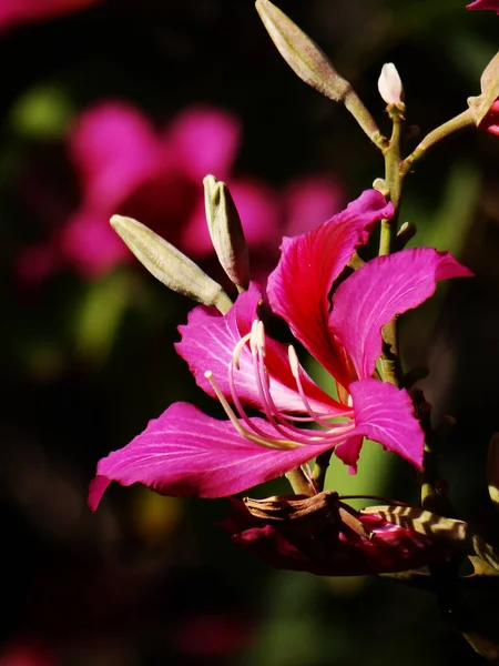 Ytlig Fokus Skott Vackra Rosa Hong Kong Orkidé Blommor — Stockfoto