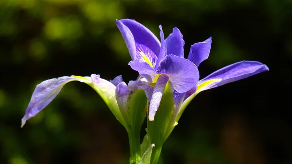 Primer Plano Una Flor Iris Púrpura Con Fondo Borroso — Foto de Stock