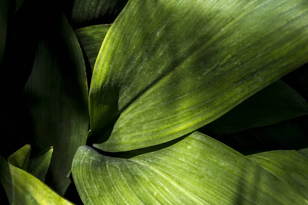 Eine Nahaufnahme Von Aspidistra Blätter — Stockfoto