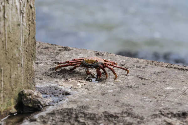 在模糊的背景下 浅浅的低矮螃蟹镜头 — 图库照片