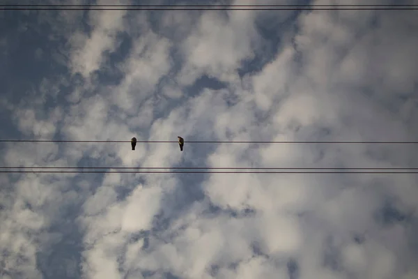 Die Vögel Die Auf Den Stromkabeln Stehen — Stockfoto