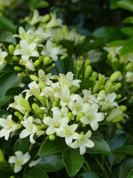 Enfoque Selectivo Las Flores Blancas Alpinia Malaccensis Jardín — Foto de Stock