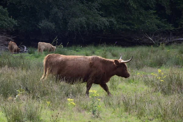 一头棕色的公牛在绿地里吃草 — 图库照片