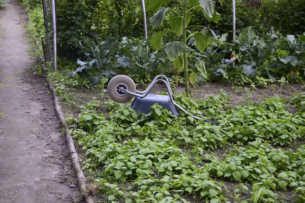 Une Belle Vue Sur Les Semis Verts Qui Poussent Dans — Photo