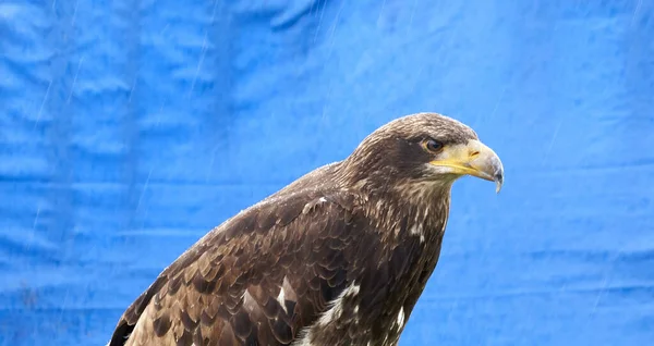 蓝底红尾鹰的特写镜头 — 图库照片