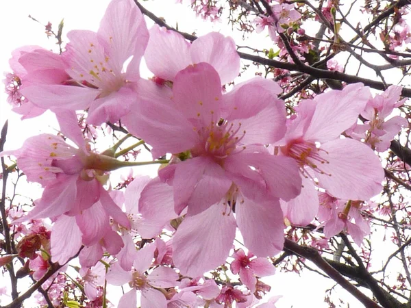 Gündüz Vakti Güzel Kiraz Çiçeklerinin Yakın Plan Çekimi — Stok fotoğraf