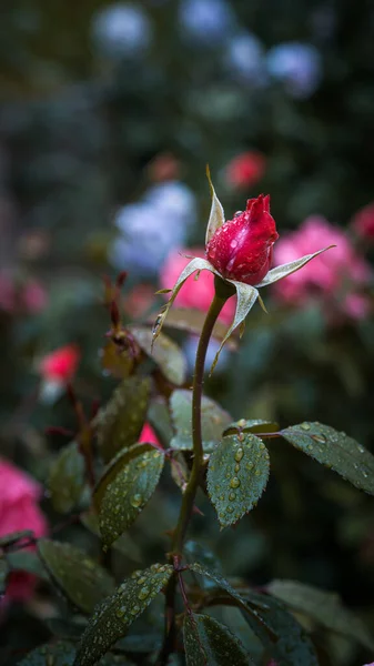 Vertical Shot Garden Rose Bud Water Droplets Its Leaves Petals — Stock Photo, Image