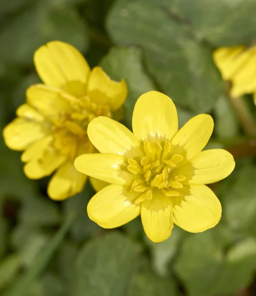 Primer Plano Una Flor Amarilla Celidonia Menor — Foto de Stock
