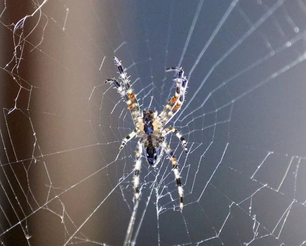 蜘蛛在蜘蛛网里冰冷的宏观画面 — 图库照片