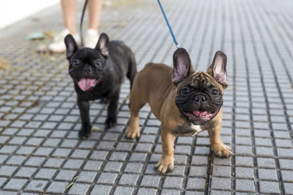 Una Persona Paseando Dos Perros Calle Durante Día —  Fotos de Stock