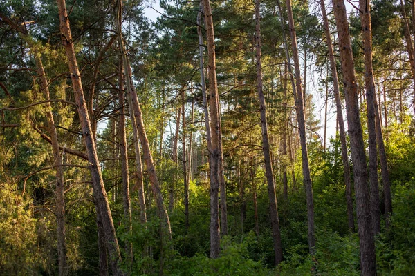 Ormandaki Güzel Uzun Ağaçlar Mavi Gökyüzünün Altında Parlıyor — Stok fotoğraf