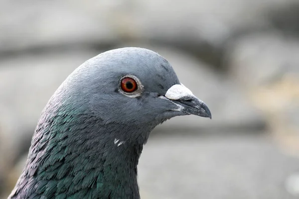 Portrait Joli Pigeon Gris Extérieur — Photo
