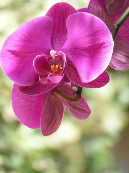 Tiro Vertical Flores Cor Rosa Florescendo Orchid — Fotografia de Stock