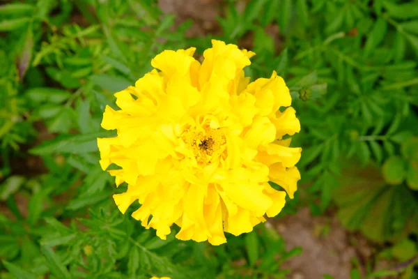 Primer Plano Una Linda Patula Tagetes Bajo Luz Del Sol — Foto de Stock