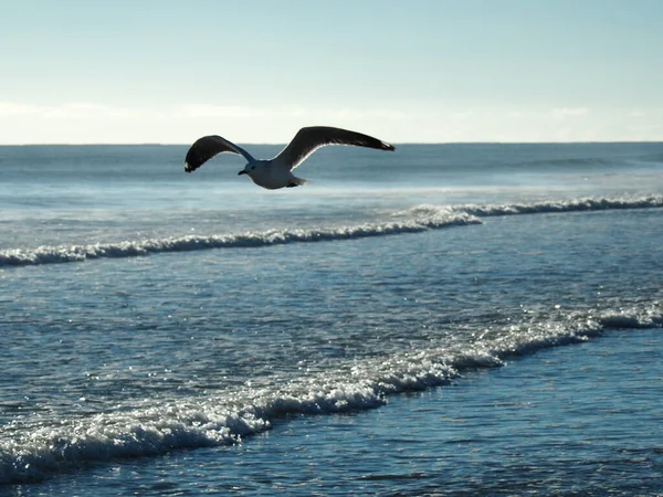 Açık Mavi Gökyüzünün Altında Denizin Üzerinde Uçan Bir Kuşun Güzel — Stok fotoğraf