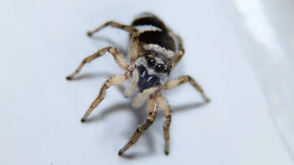 Μια Μακρο Φωτογραφία Μιας Αράχνης Ζέβρα Μια Λευκή Επιφάνεια — Φωτογραφία Αρχείου