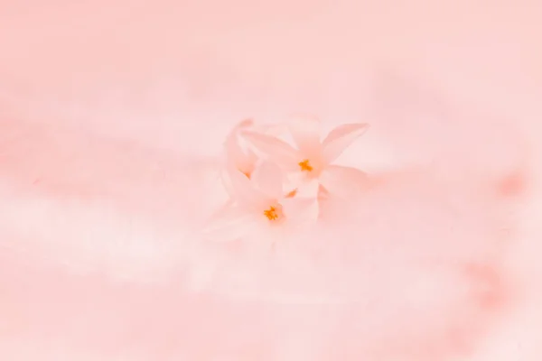 Een Illustratie Van Rooskleurige Bloemen Met Oranje Gele Stamper Een — Stockfoto