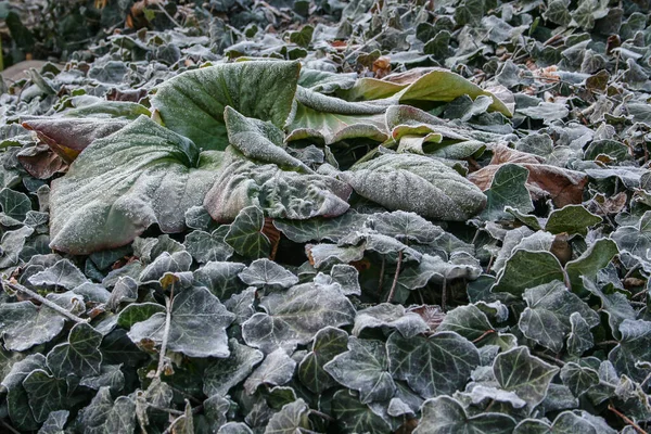 Zelené Listy Břečťanových Rostlin Pokryté Mrazem — Stock fotografie