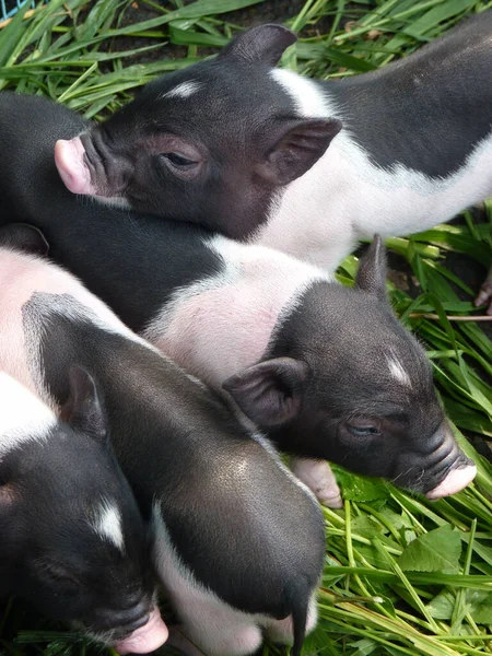 小猪在草地上有黑斑的垂直特写镜头 — 图库照片