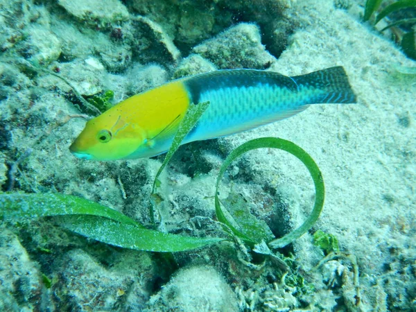 Gros Plan Poisson Perroquet Sur Mer Avec Fond Rocheux — Photo