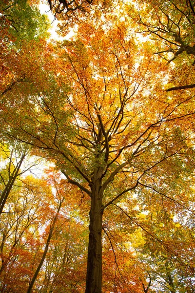 在阳光灿烂的日子里 美丽的秋天树的一个垂直的低角度拍摄 — 图库照片