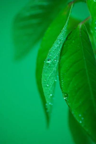 Egy Közeli Felvétel Friss Zöld Levelek Vízcseppek Elmosódott Háttér — Stock Fotó