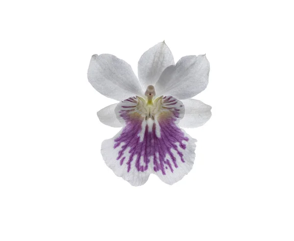 Egy Közeli Kép Egy Aranyos Virág Elszigetelt Fehér Háttér — Stock Fotó