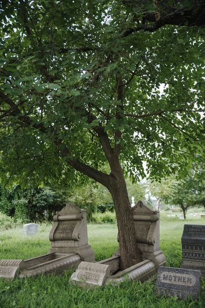 Disparo Vertical Lápidas Cementerio Árbol — Foto de Stock