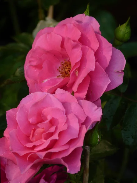 Colpo Verticale Una Rosa Rosa — Foto Stock