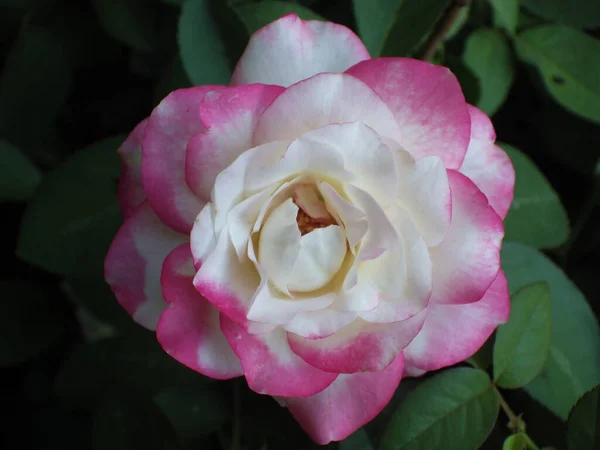 Eine Nahaufnahme Von Rosa Und Weißen Rosen — Stockfoto