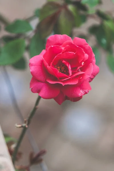 Який Фокус Червоної Троянди Розмитому Фоні Саду — стокове фото