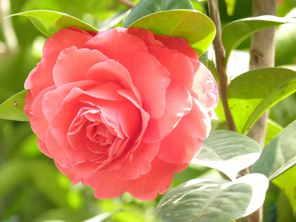 Zbliżenie Ujęcia Pięknej Kwitnącej Różowej Róży Rosnącej Ogrodzie — Zdjęcie stockowe