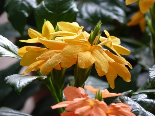 Eine Nahaufnahme Von Gelben Crossandra Blumen Einem Garten Mit Flachem — Stockfoto