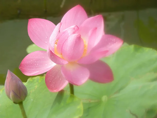 Canlı Yeşil Yapraklarla Çevrili Güzel Pembe Bir Lotus Dikey Yakın — Stok fotoğraf