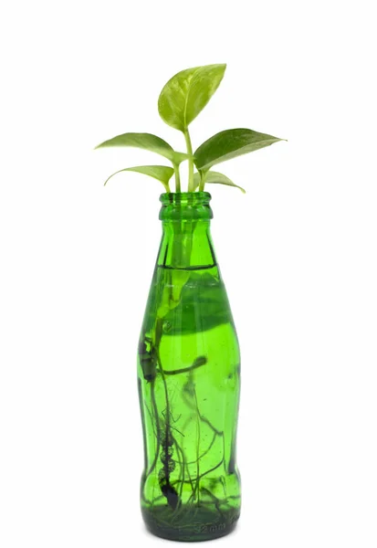 Eine Vertikale Selektive Fokusaufnahme Von Frischen Blättern Auf Einer Wasserflasche — Stockfoto
