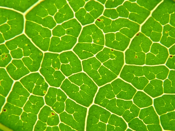 Een Close Shot Van Groeiende Planten Het Groen Perfect Voor — Stockfoto