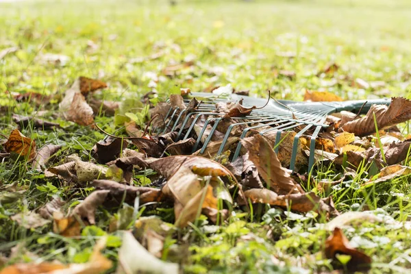 地上的金属耙 覆盖着青草和落干的叶子 — 图库照片