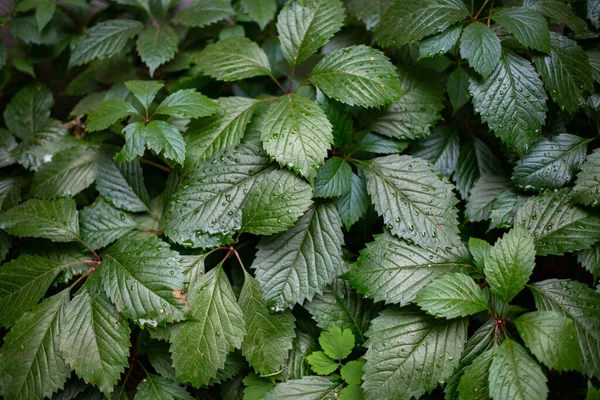 Folhas Crescentes Fruto Framboesa — Fotografia de Stock