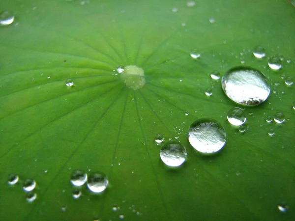 鮮やかな緑の蓮の葉の質感に水滴の選択的な焦点ショット — ストック写真