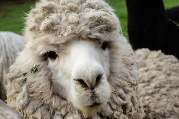 Een Close Opname Van Een Wit Schaap Kijkend Naar Camera — Stockfoto