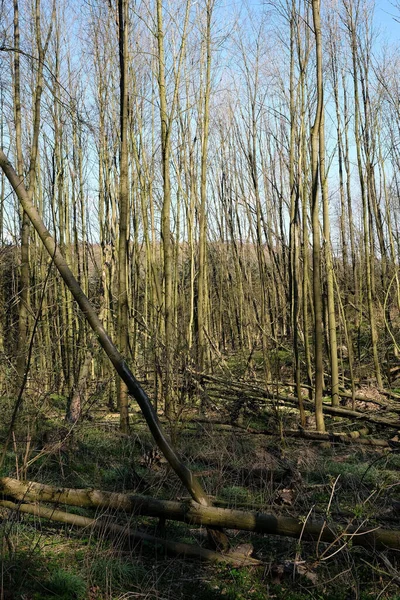 Zestaw Suchych Wysokich Drzew Pokrytych Mchem Lesie Pod Błękitnym Niebem — Zdjęcie stockowe